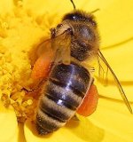 Pszczoa zbierajca pyek kwiatowy